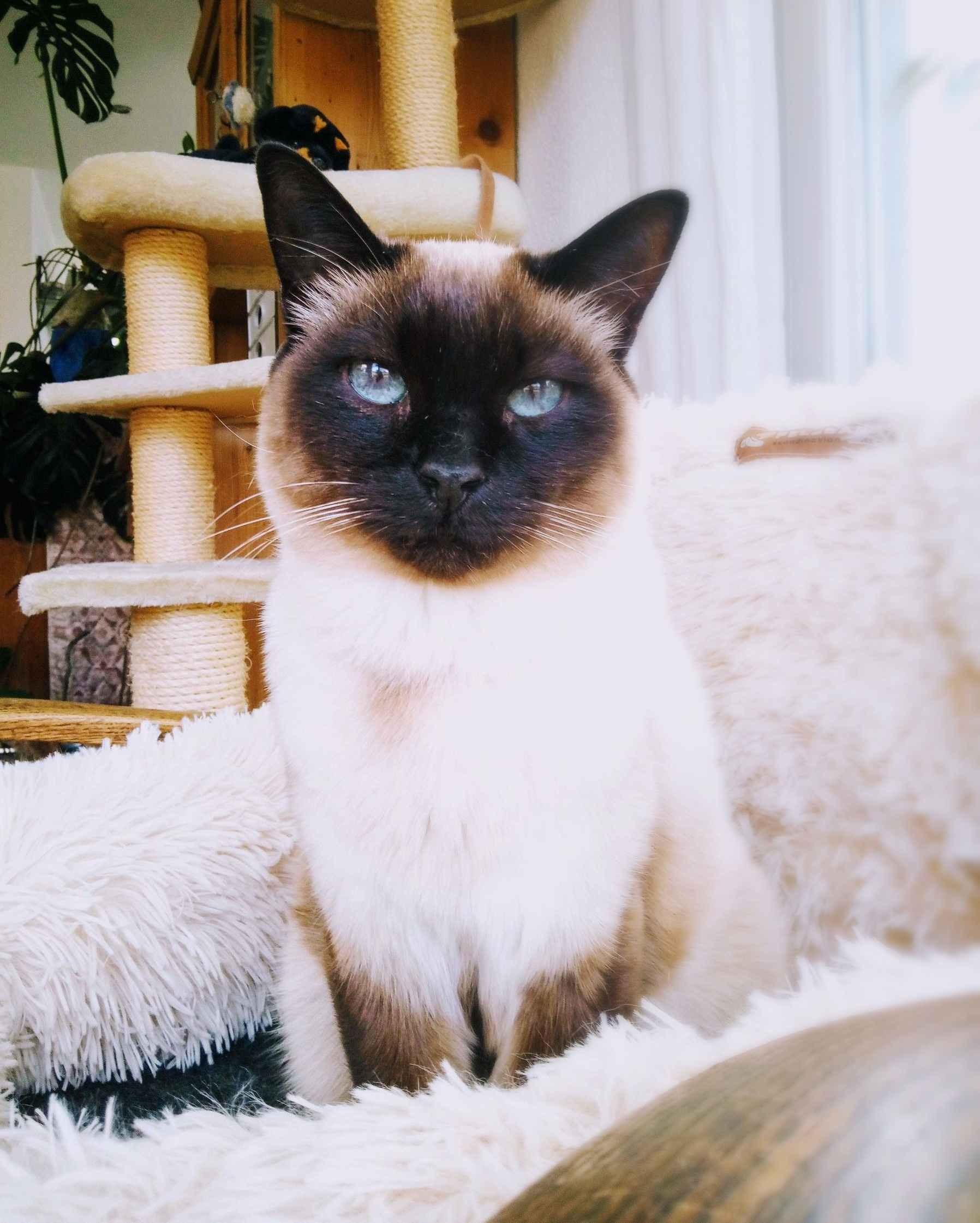  Siam Kater Eloy