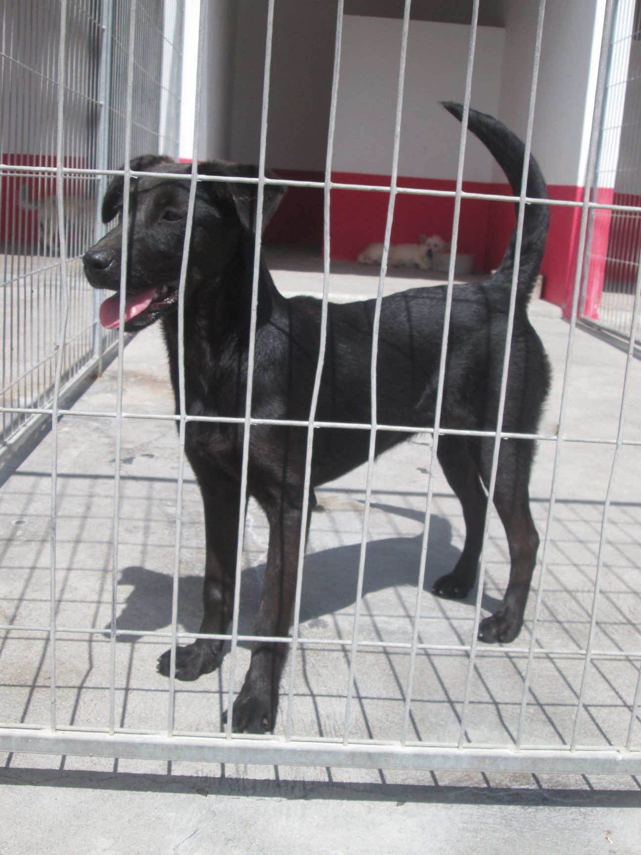 Hunde Adoption direkt
