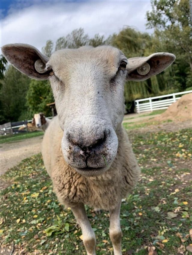 Gnadenhof Unsere Tiere