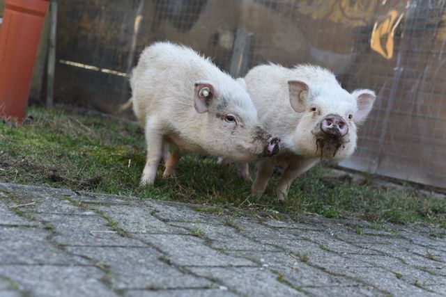 Gnadenhof Unsere Tiere