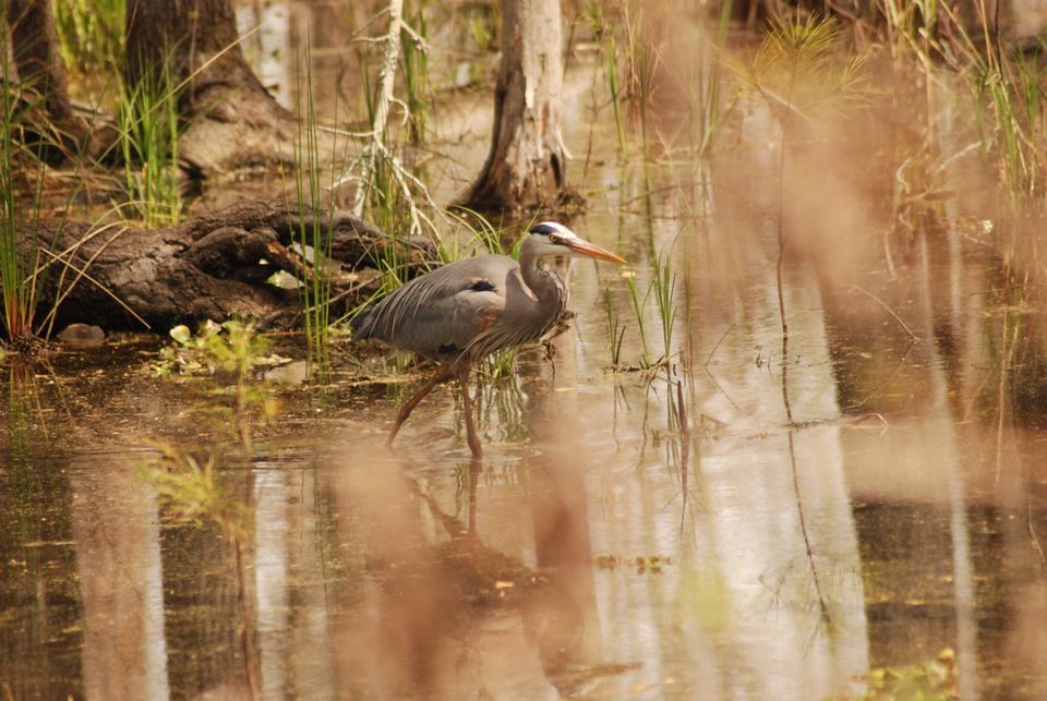 Congaree National Park Images - Blue Heron