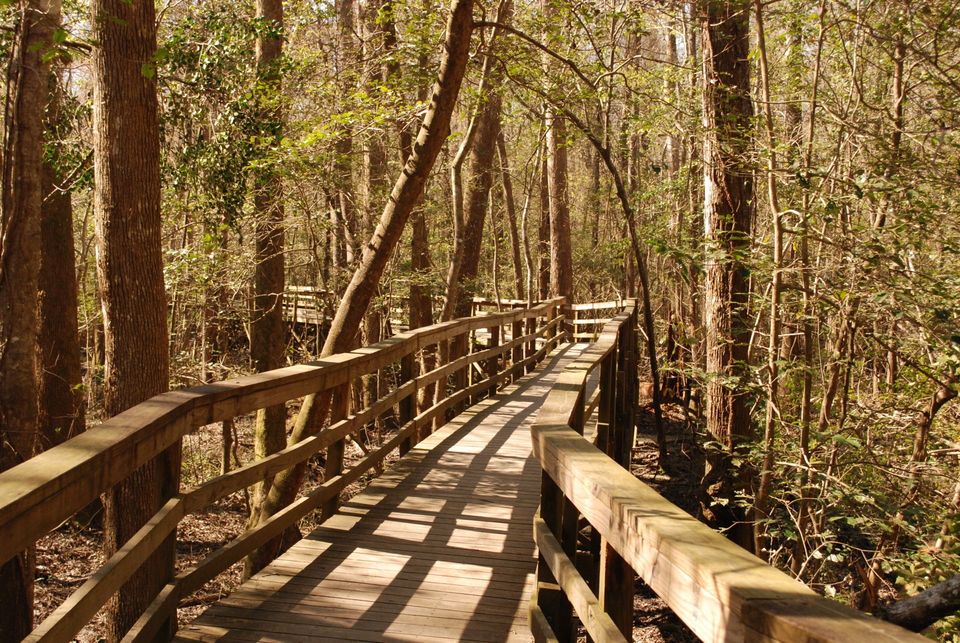 Congaree National Park Images - Boardwalk Trail