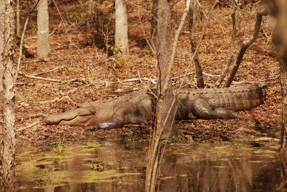 Congaree National Park Images - Gator