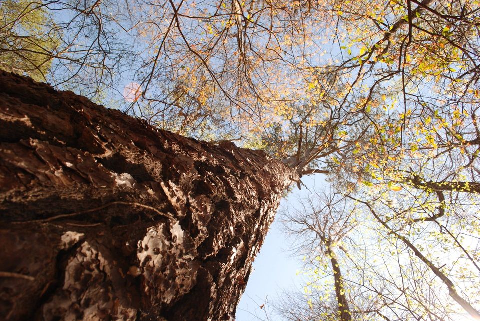 Congaree National Park Images - Loblolly Pine