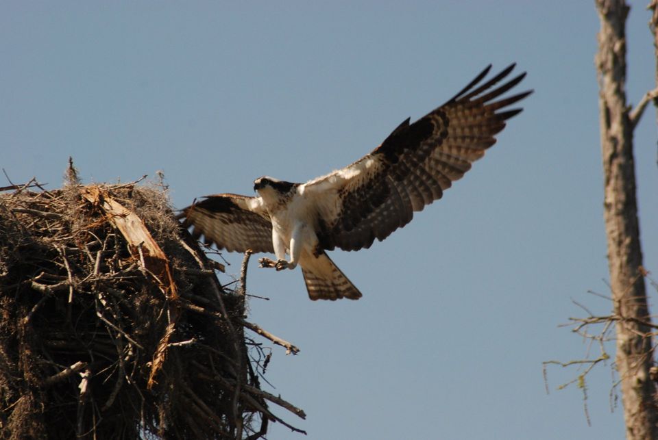 Congaree National Park Images - Osprey