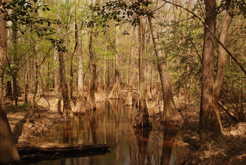 Congaree National Park Images - Swamp Forest