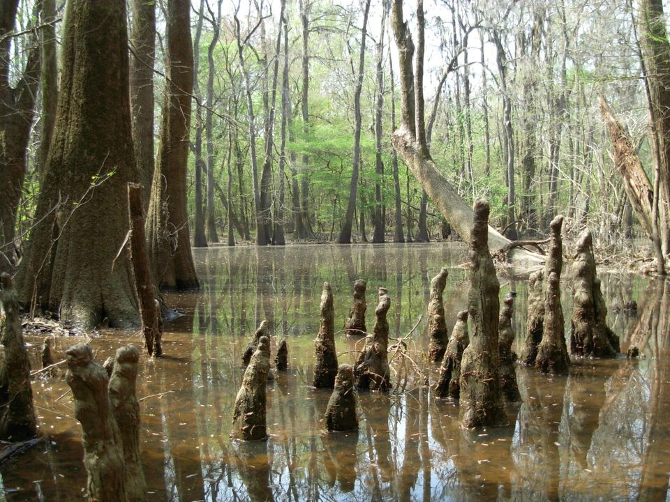 Congaree National Park Images - Water Tupelo Knees