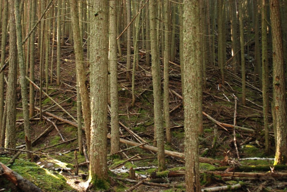 Glacier National Park Attractions - Chaos on the Trail of the Cedars