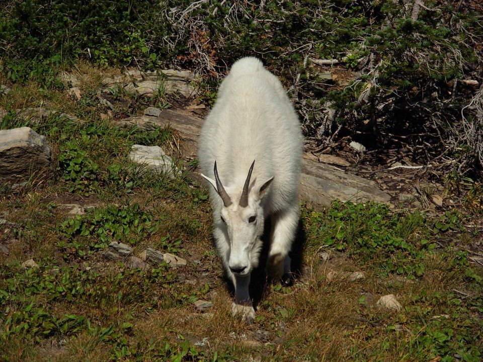 Glacier National Park Attractions - Mountain goat, up close and personal