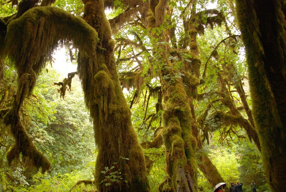 Olympic National Park Hikes