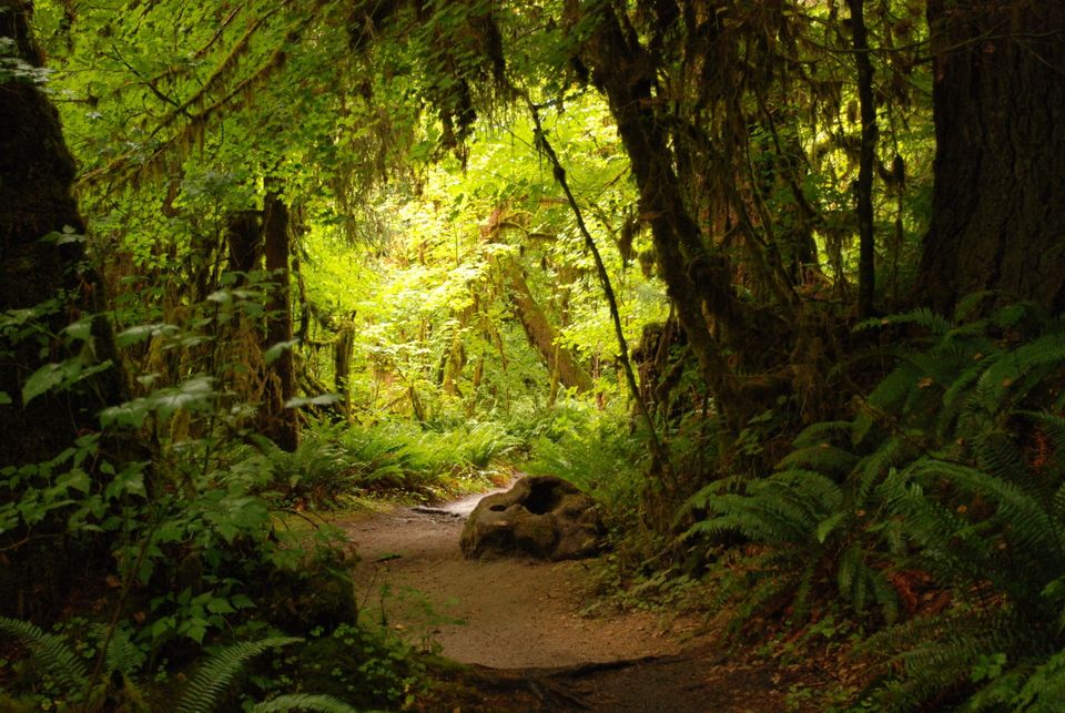 Olympic National Park Hikes