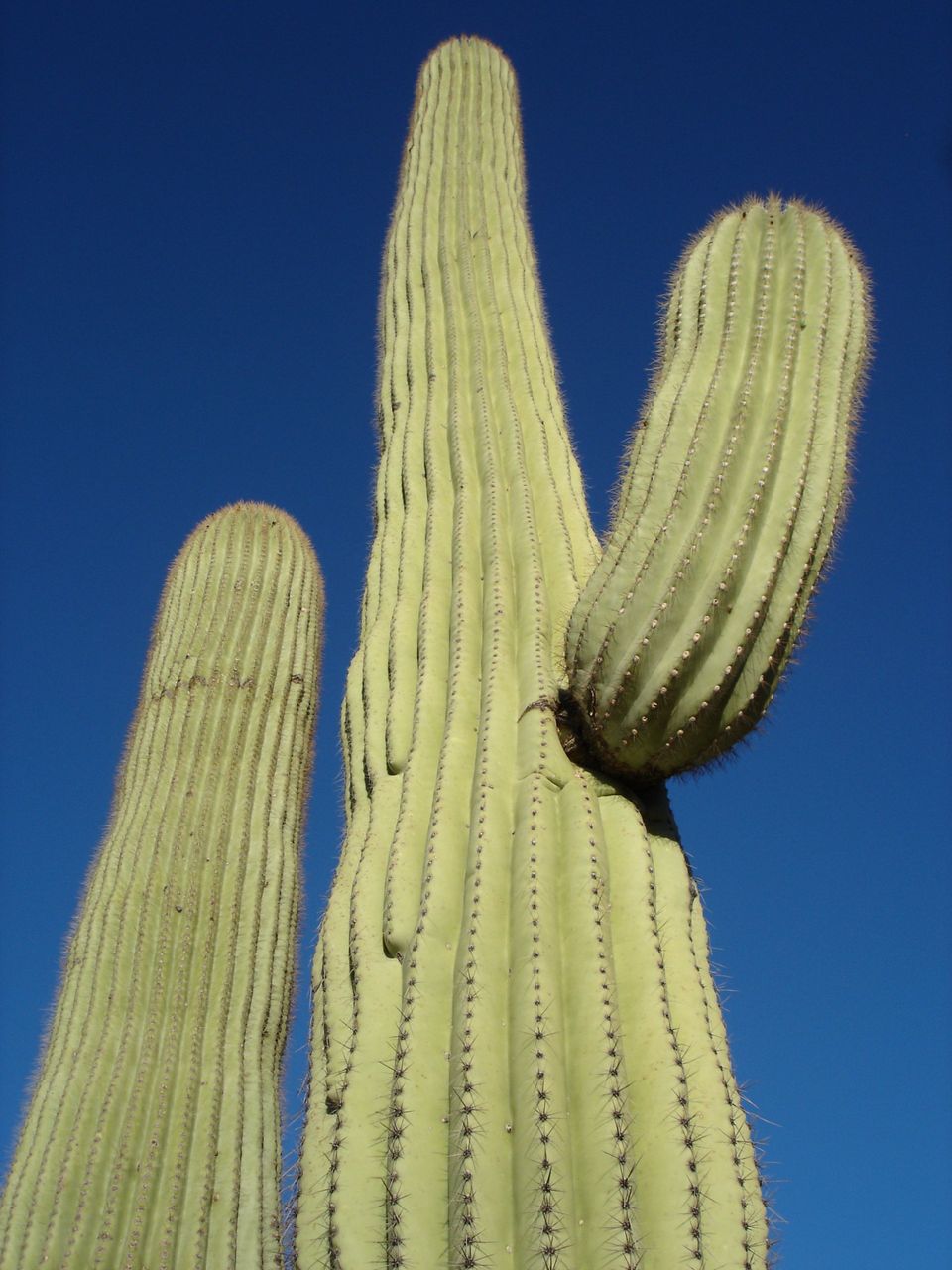 Saguaro Pictures - Giant Saguaro, bottom up