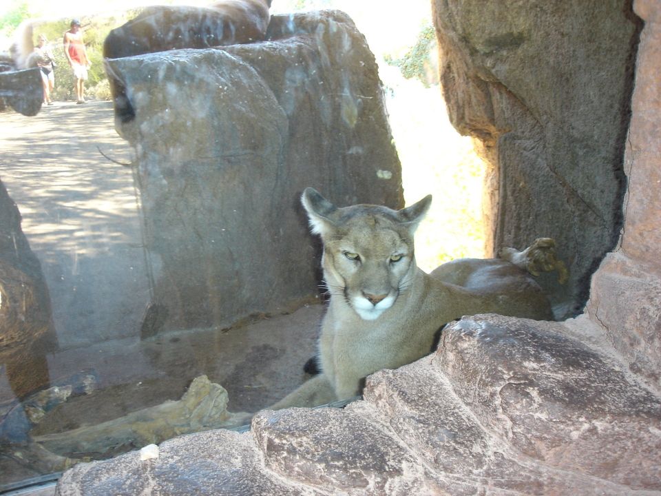 Saguaro Pictures - Arizona Sonoran Desert Museum mountain lion exhibit