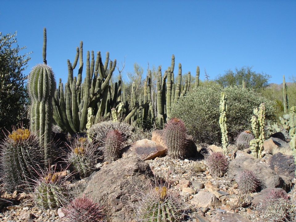 Saguaro Pictures - Arizona Sonoran Desert Museum trail