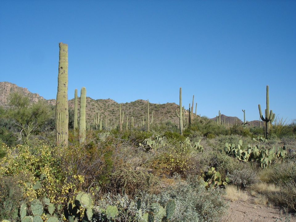 Saguaro Pictures - Saguaros, prickly pears, and others along Desert Discovery trail