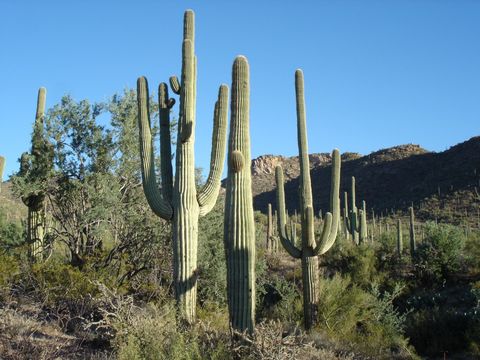 Saguaro Pictures - Sonoran Desert typical view