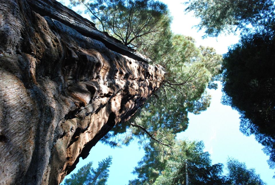 Sequoia National Park Hiking - Boole Tree