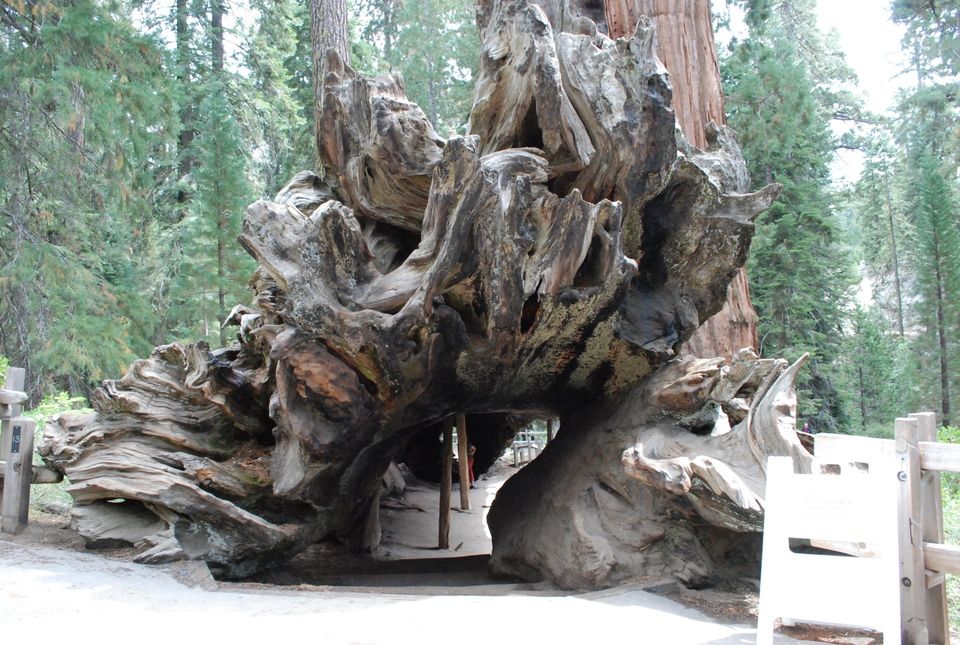 Sequoia National Park Hiking - Fallen Monarch