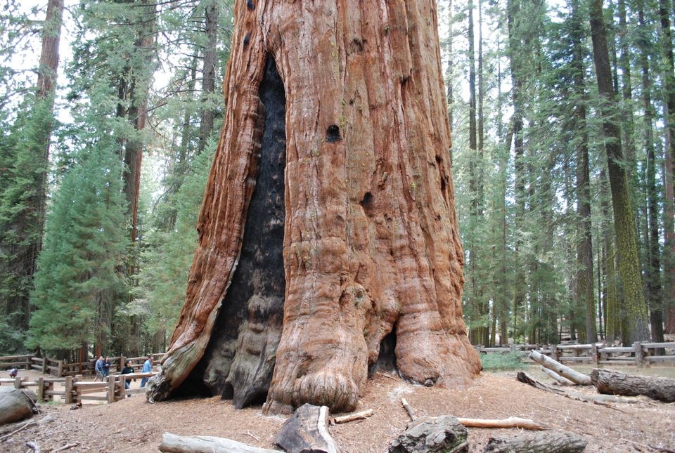 Sequoia National Park Hiking - General Sherman Tree 1