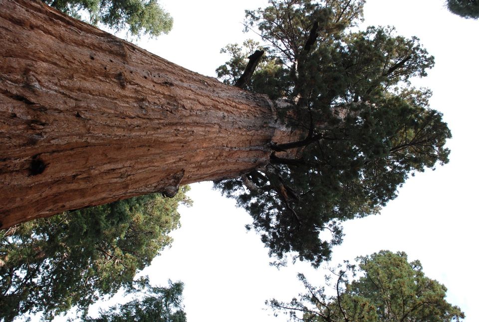 Sequoia National Park Hiking - General Sherman Tree 2