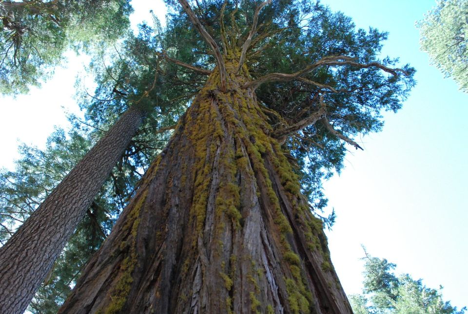 Yosemite Things To Do - Giant Sequoia in Mariposa Grove