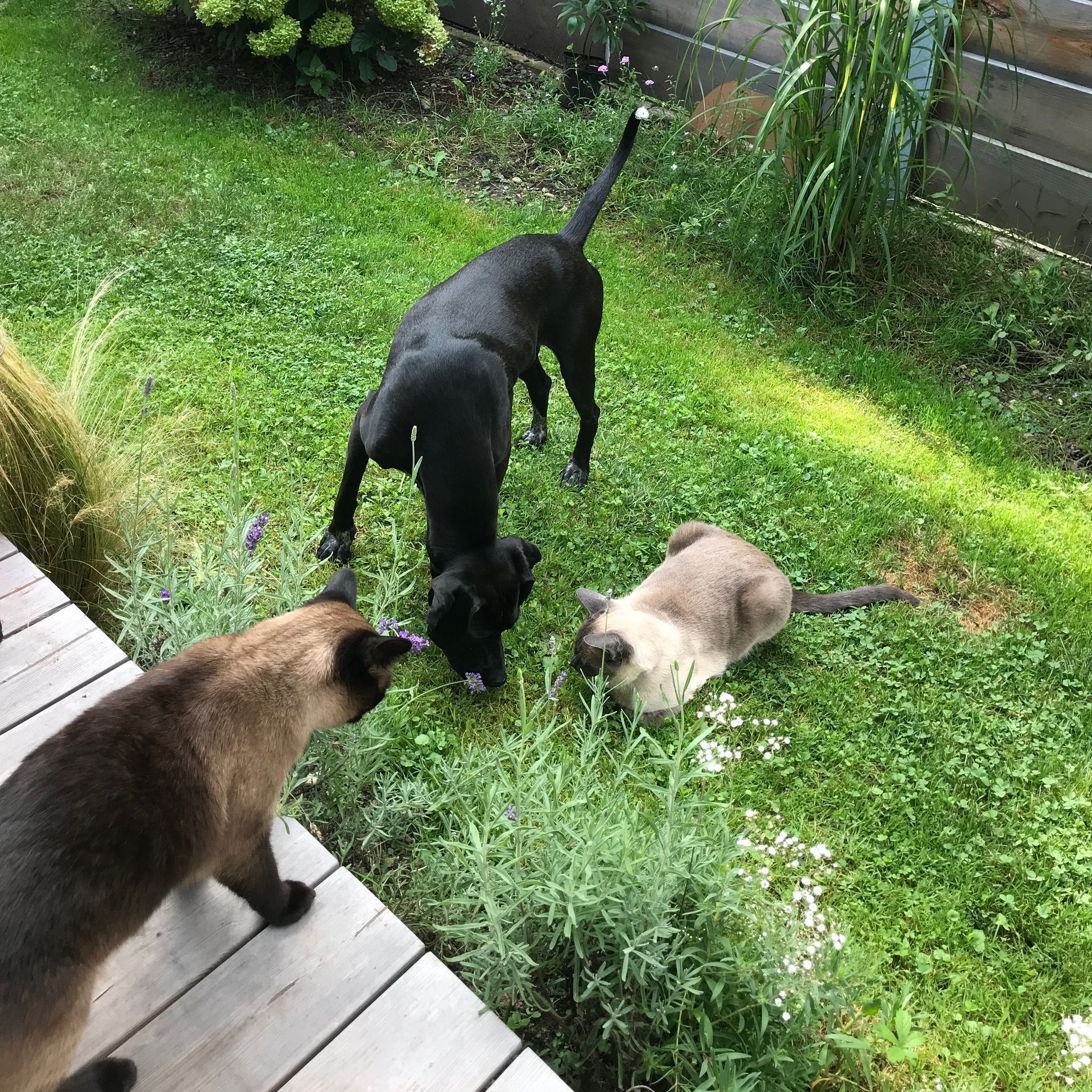 Hund und Katzen beim gemeinsamen Schmetterling jagen