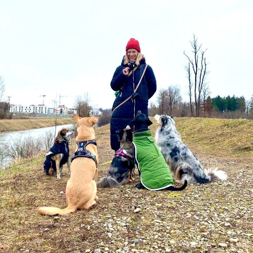 Spazieren gehen mit vielen Hunden