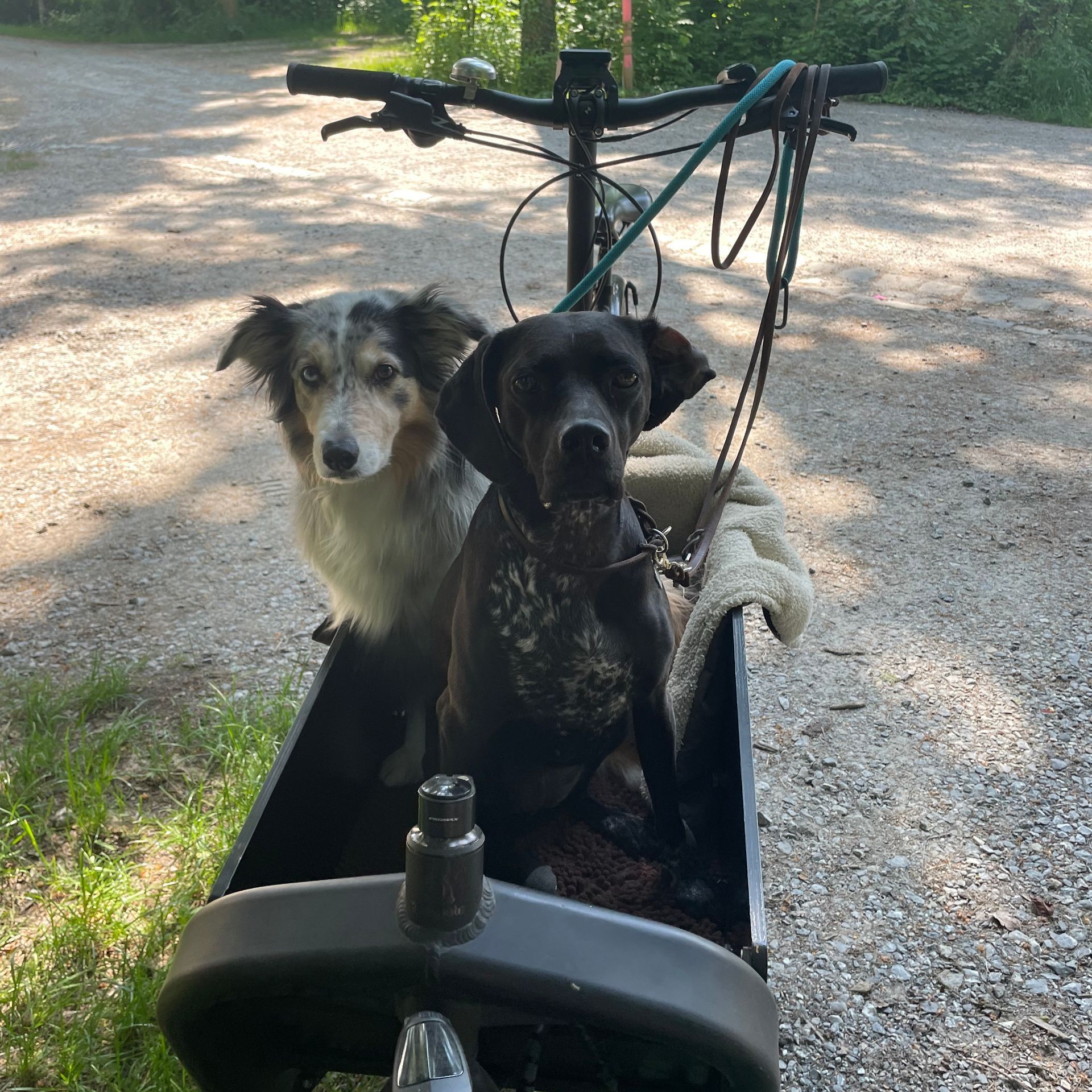 Hunde fahren im Lastenrad mit