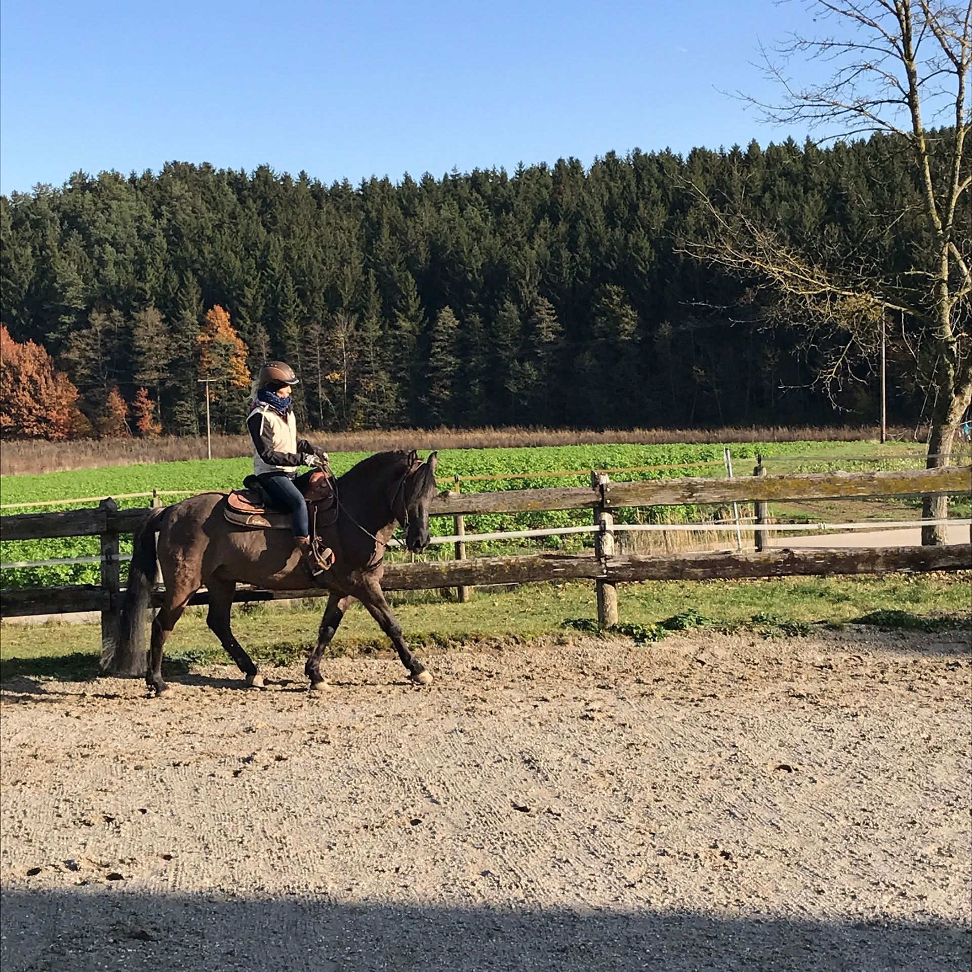 Reiterin auf Mustangpferd