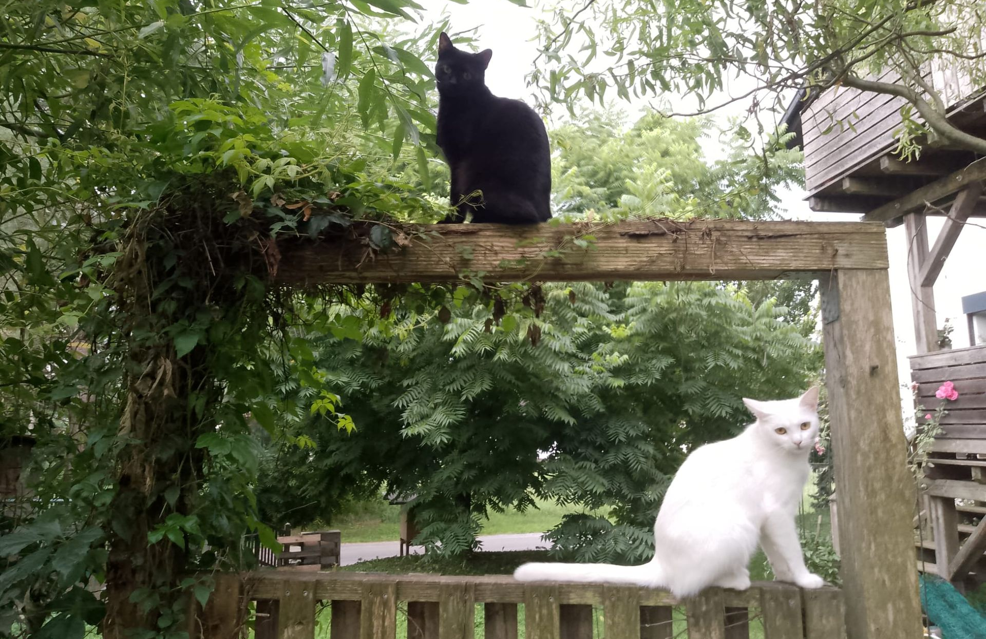 Foto von schwarzer und weißer Katze, die auf beide auf einem Holzbalken sitzen.