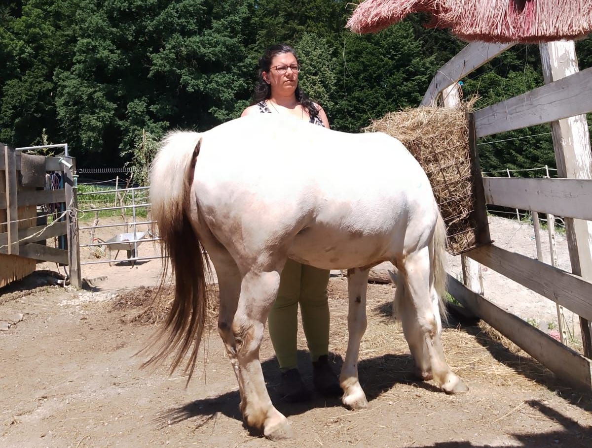 Foto von Nina Stepanek hinter einem weißen Pferd stehend.