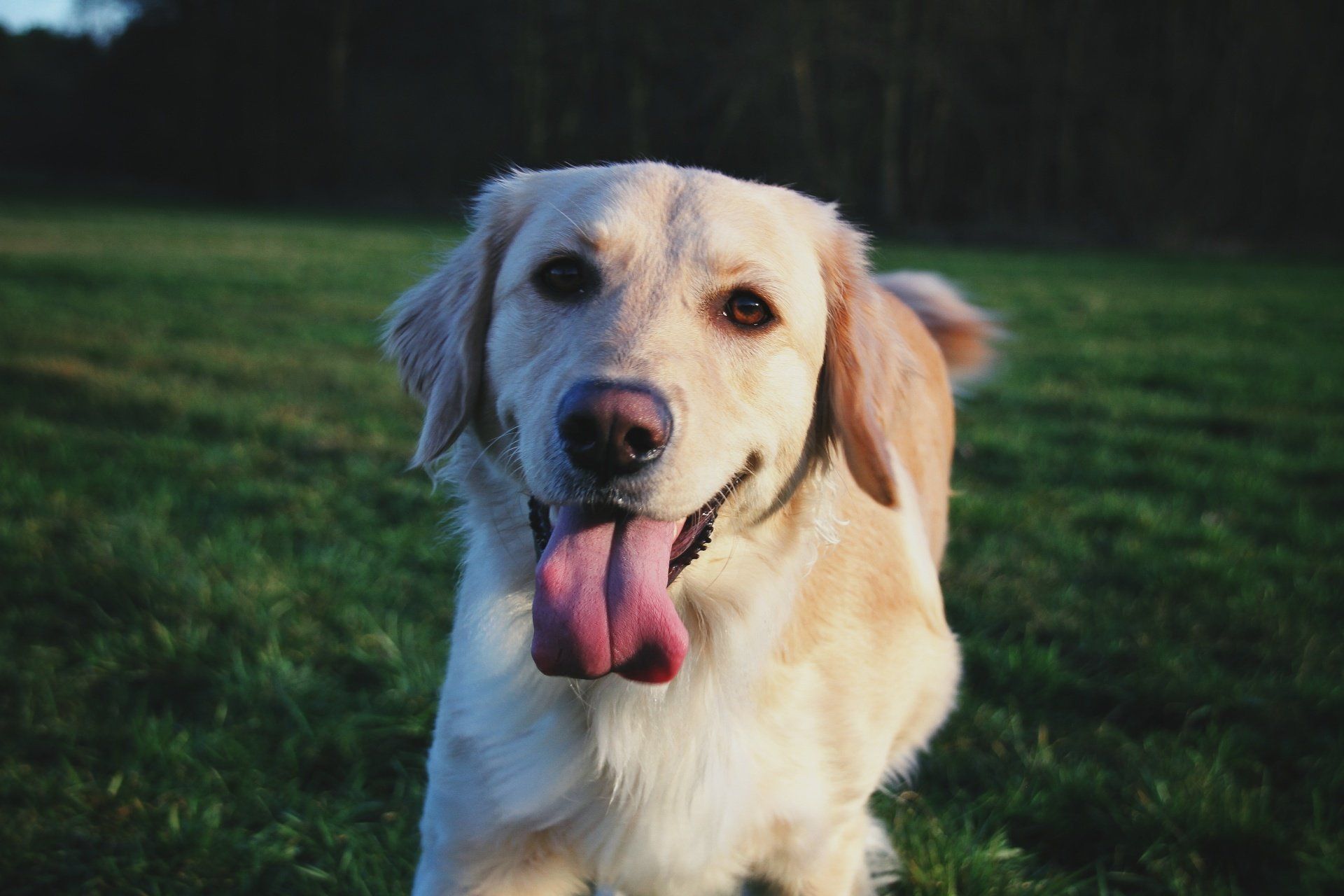 Zunge Hund