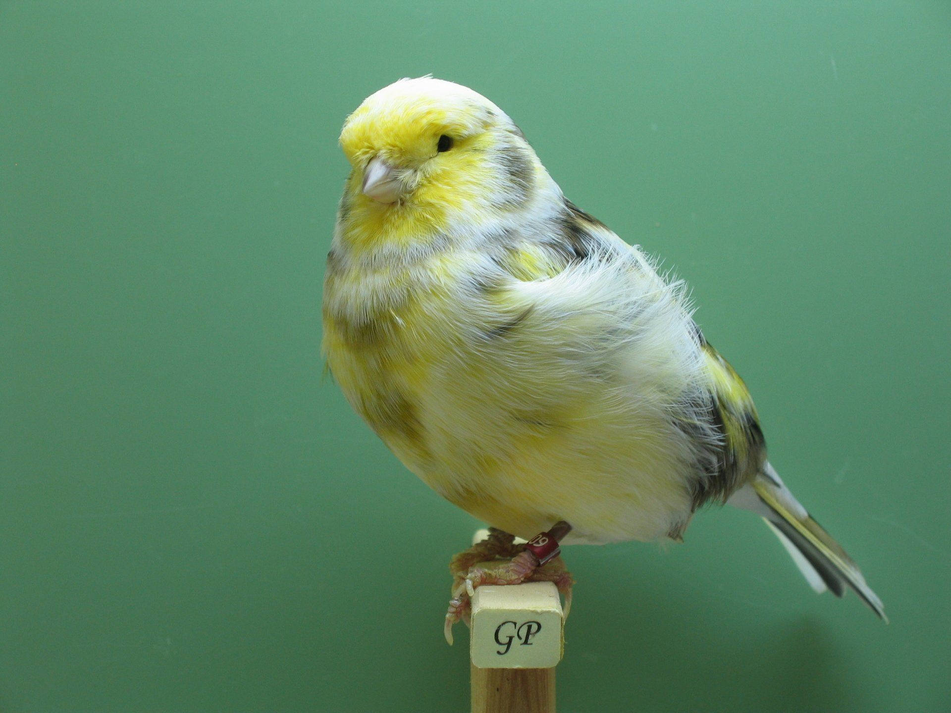 Glosterzucht Gregor Pott GlosterFancy