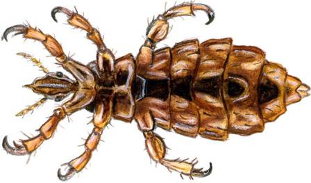 Ciao Les Poux Centre Anti Poux Methode 100 Naturel