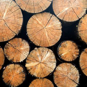 Der Holzreichtum des Thüringer Waldes war eine Grundvorraussetzung für die Herstellung von Glas in Lauscha.