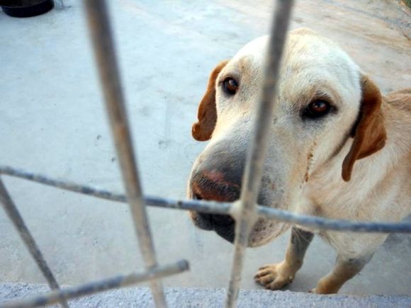 Sun Dogs Rhodos e.V. Hilfe für Hunde auf Rhodos
