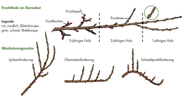Triebe und Knospen bei Obstbäumen