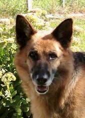 Cim vom Badener Land