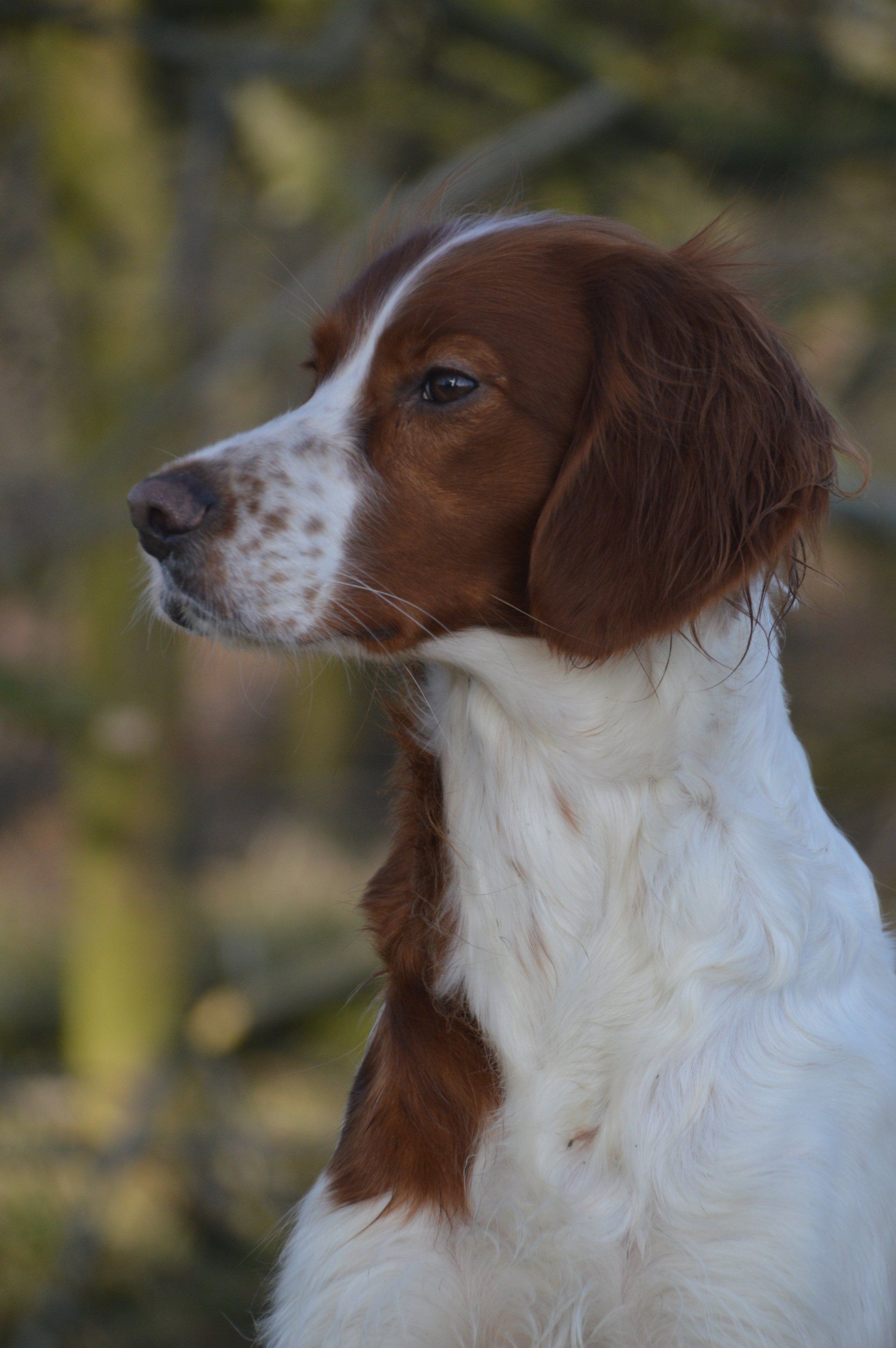 Irish Red&White Setter