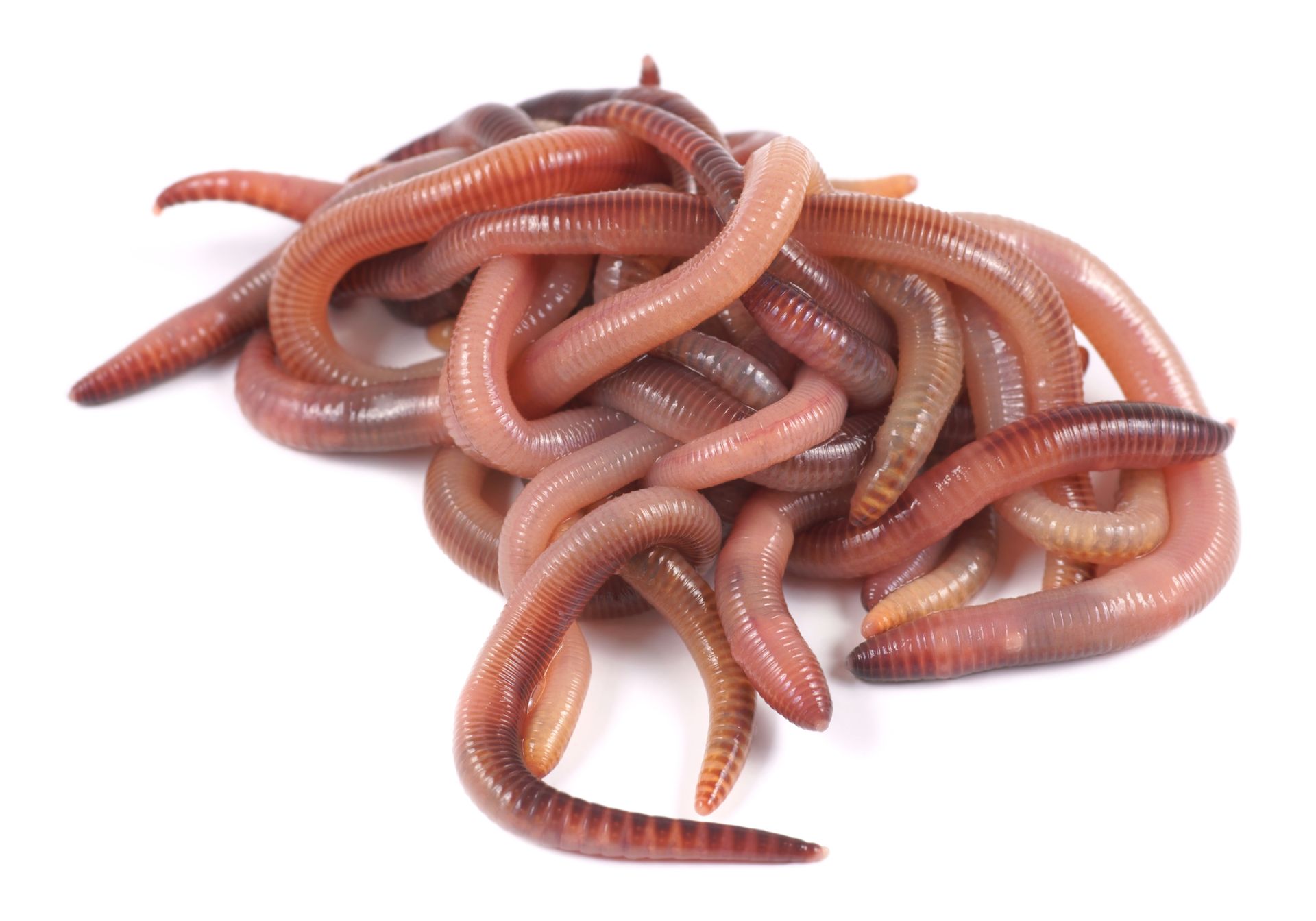 Dendrobena Angelwurm Morphologie