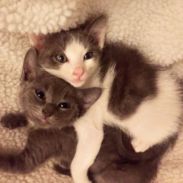 Un Salon De Coiffure Avec Des Chats A Montelimar