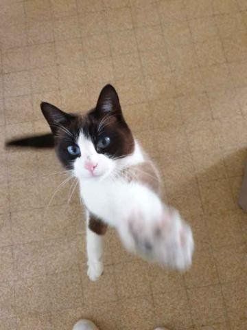 Un Salon De Coiffure Avec Des Chats A Montelimar