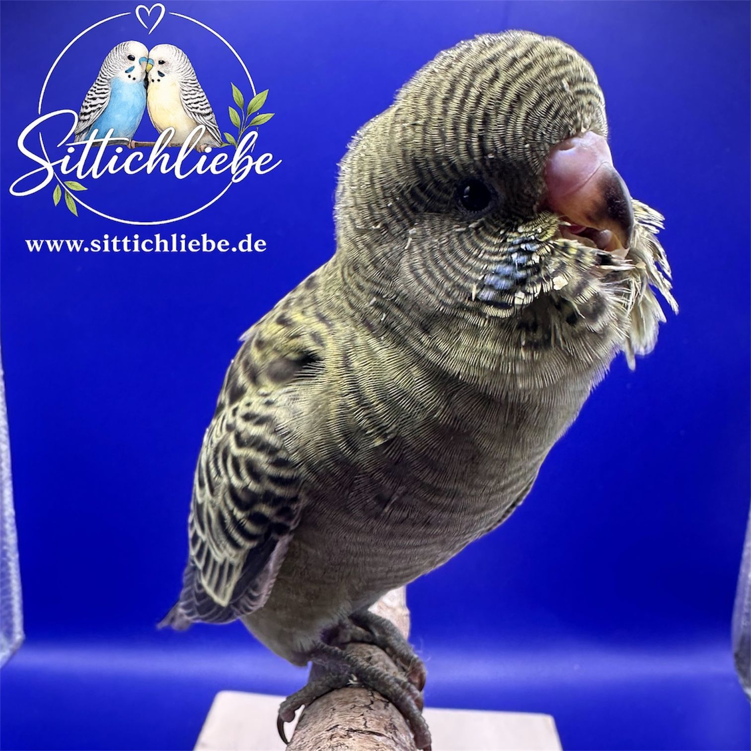 Blackface Wellensittich Grünreihe bei Sittichliebe mit Liebe aufgezogen