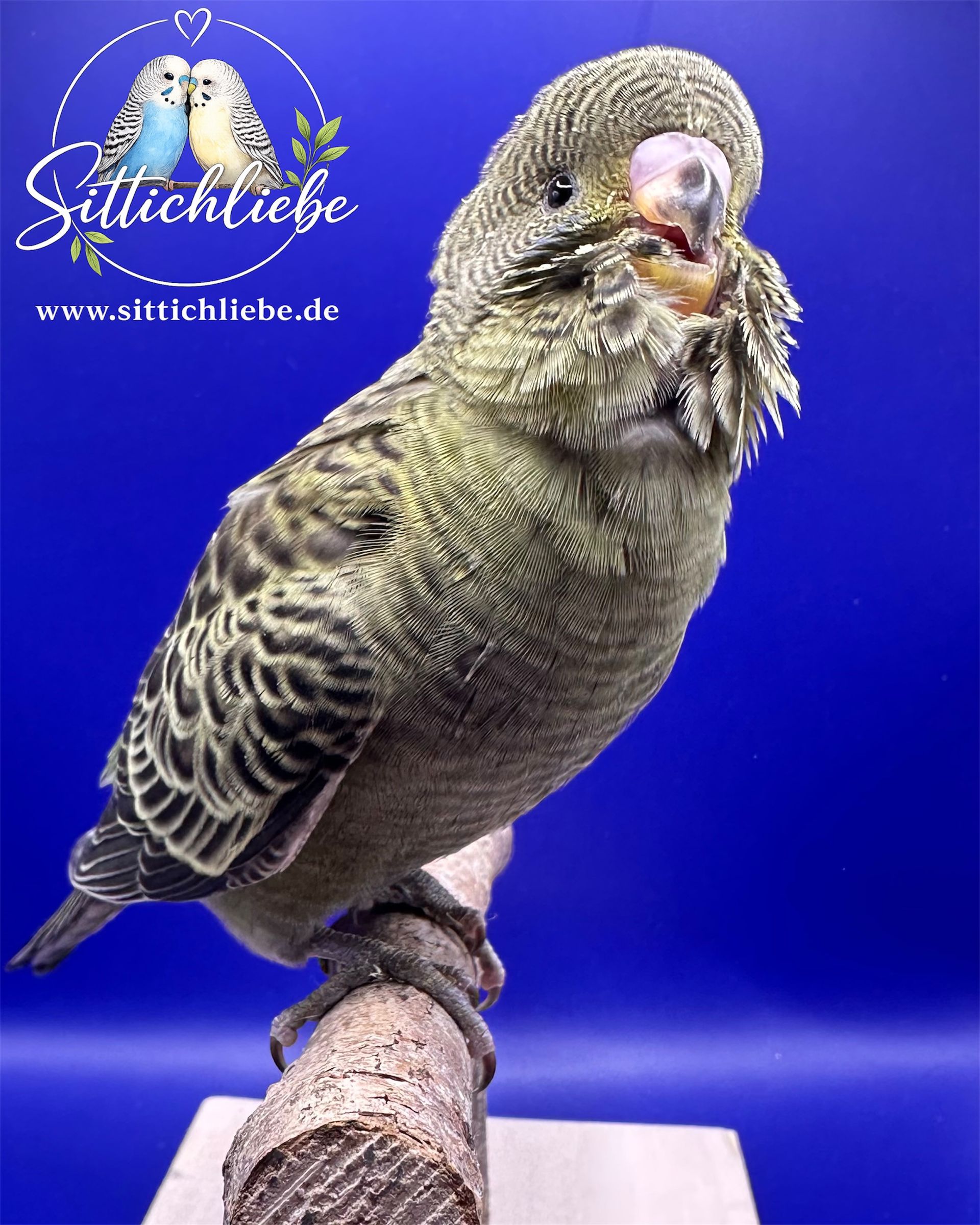 Blackface Wellensittich Grünreihe bei Sittichliebe mit Liebe aufgezogen