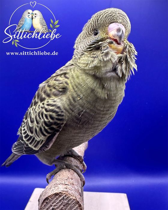 Blackface Wellensittich Grünreihe bei Sittichliebe mit Liebe aufgezogen