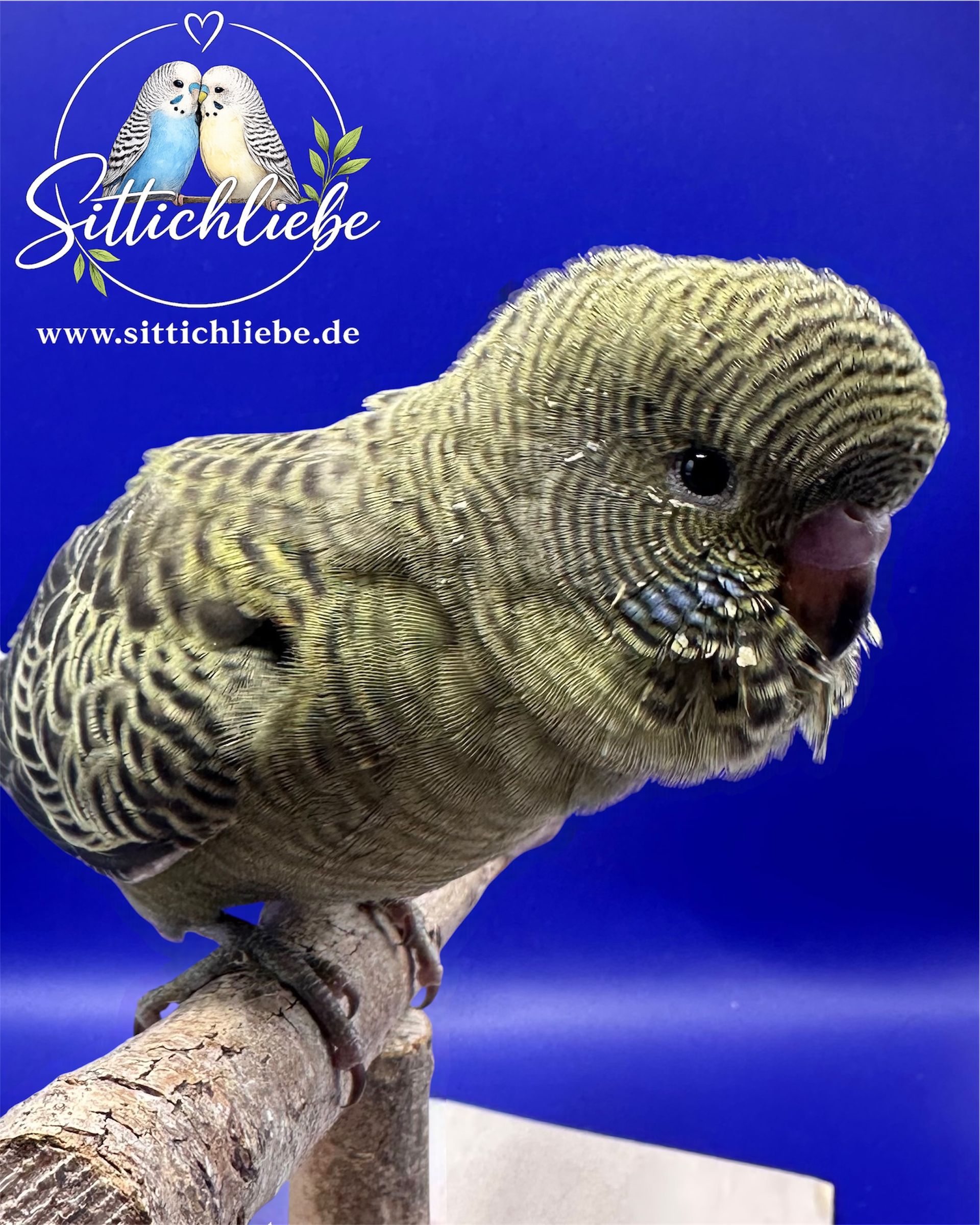 Blackface Wellensittich Grünreihe bei Sittichliebe mit Liebe aufgezogen