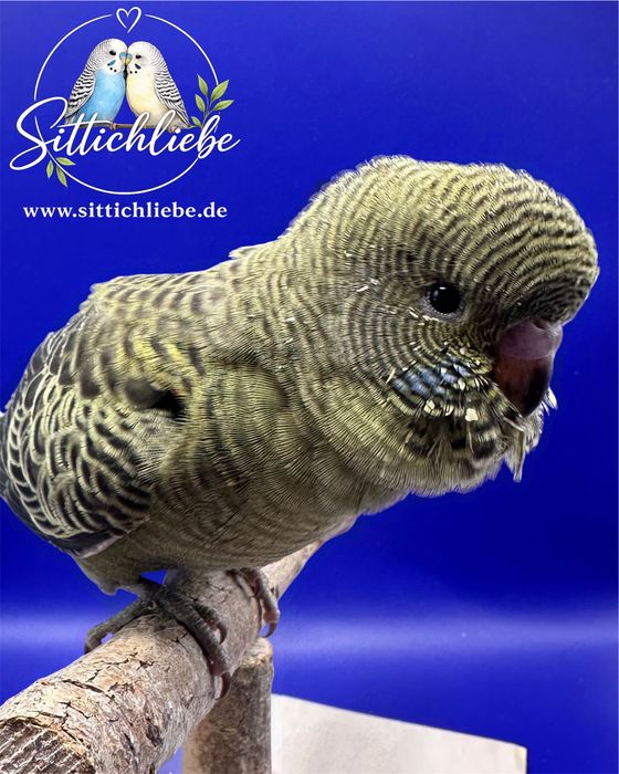 Blackface Wellensittich Grünreihe bei Sittichliebe mit Liebe aufgezogen