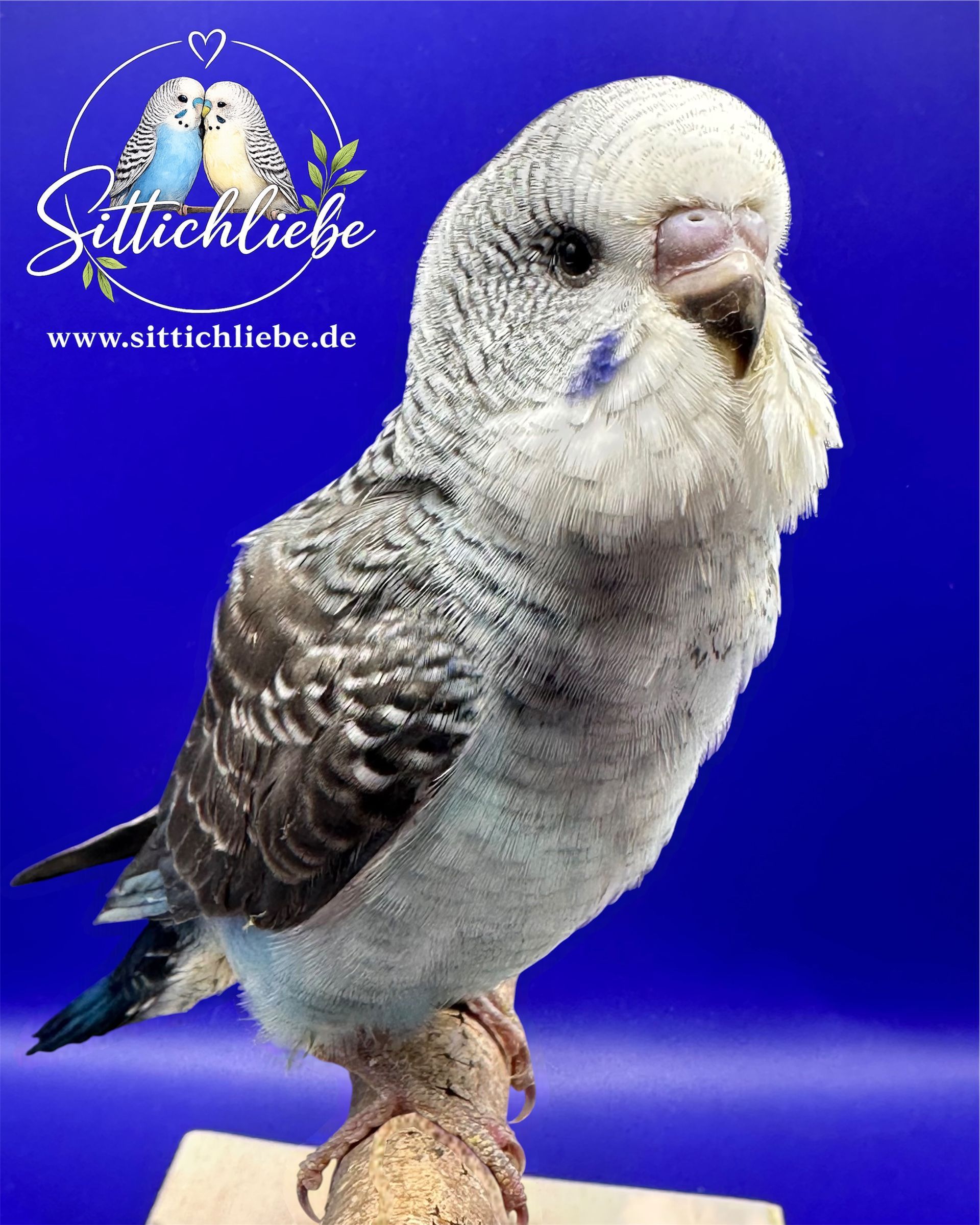 Wellensittich Blackwing Blaureihe Handzahm bei Sittichliebe
