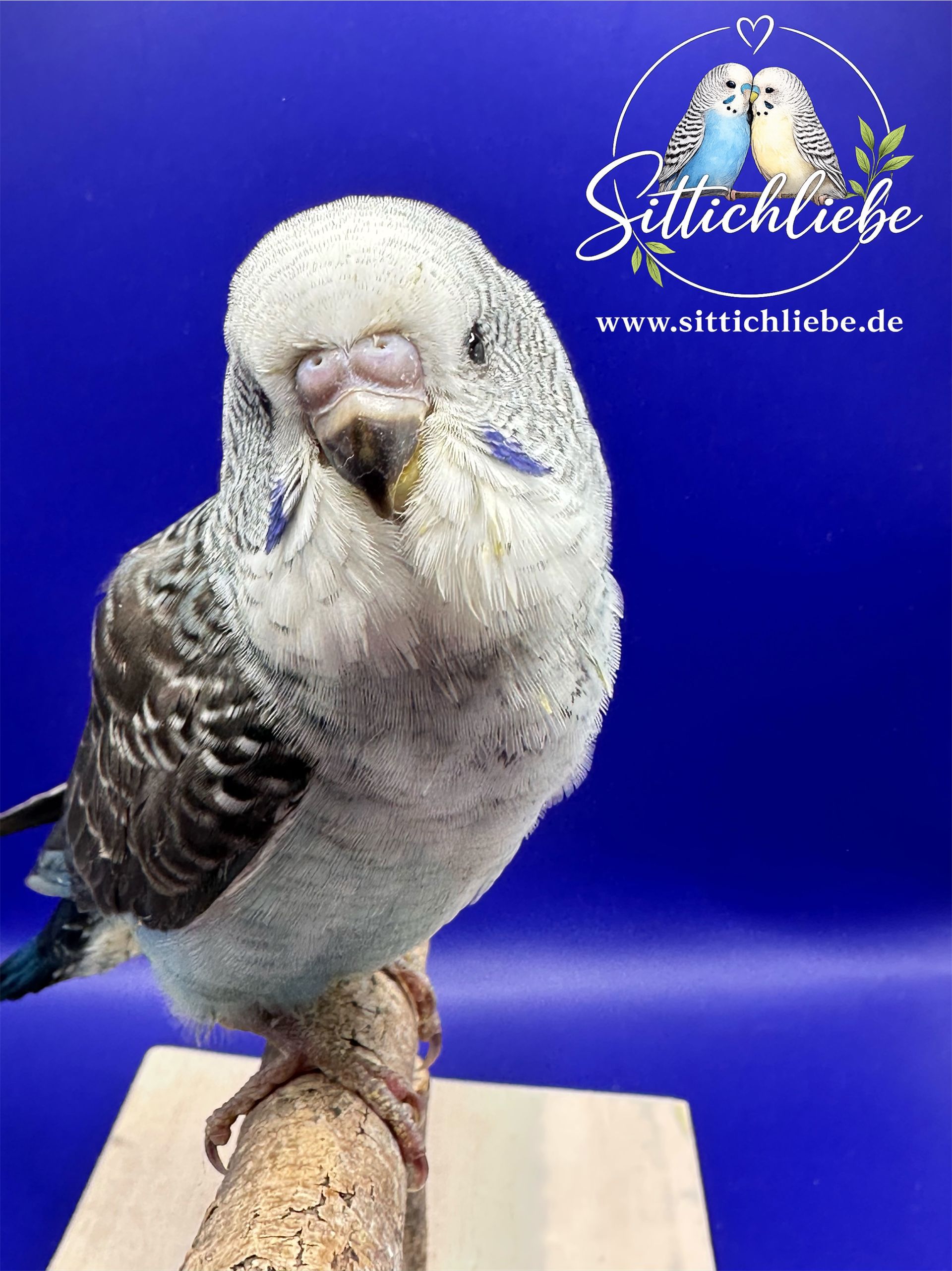Blackwing Wellensittich Blaureihe Handzahm bei Sittichliebe