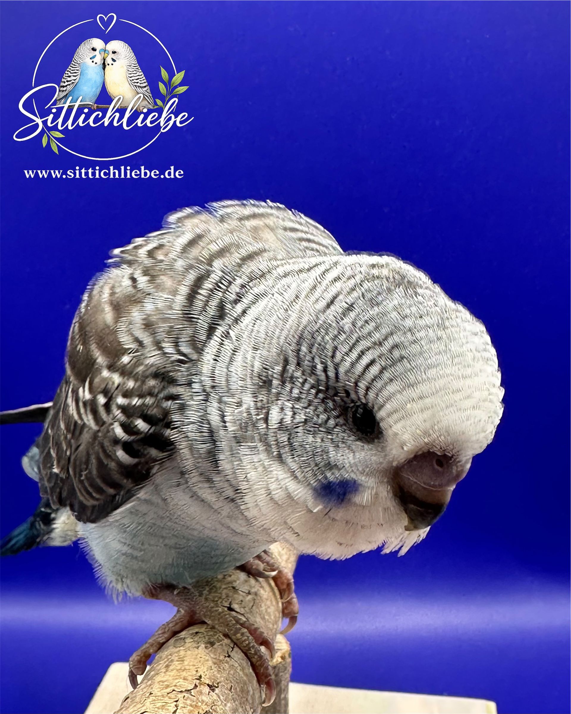 Blackwing Handzahm mit Liebe aufgezogen bei Sittichliebe